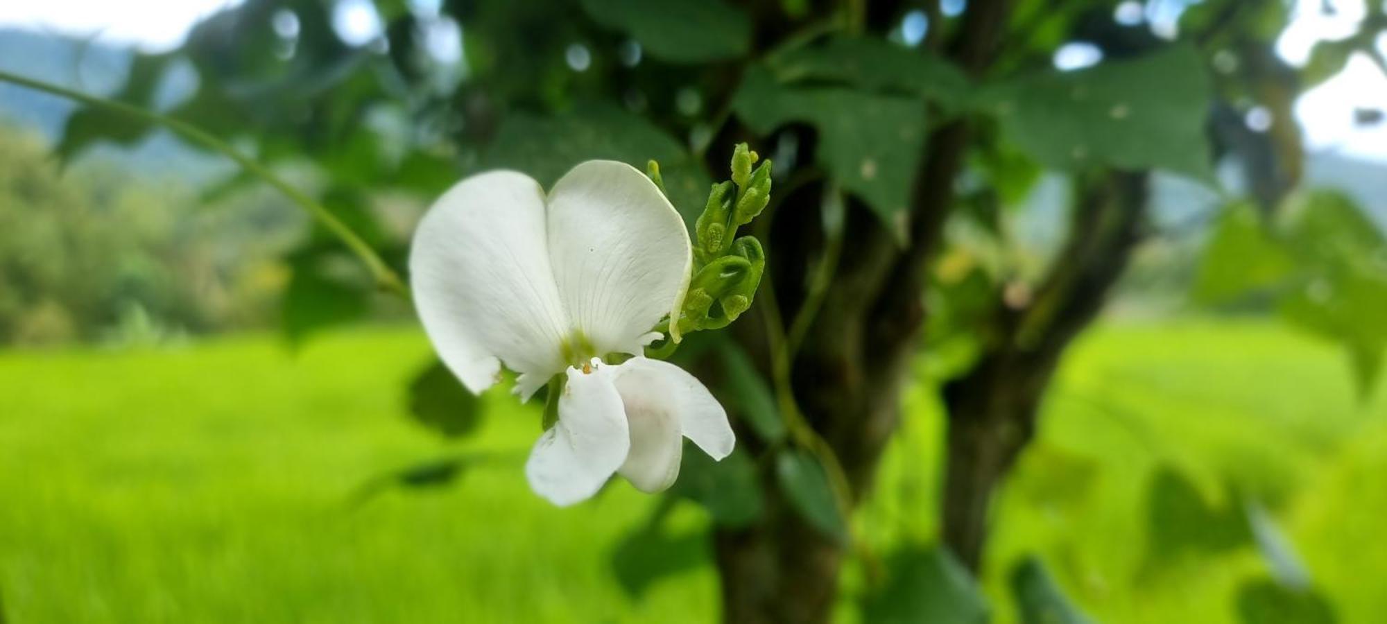 Utopiaku - Munduk Highlands别墅 外观 照片